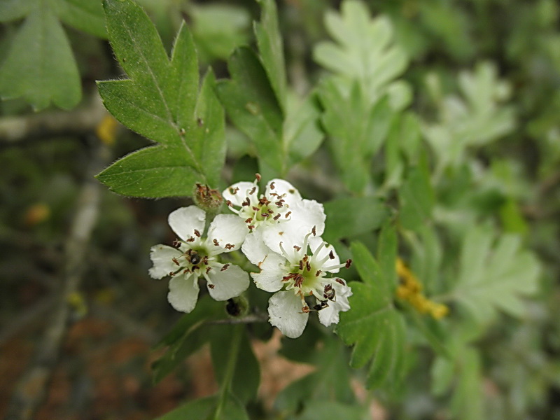 Crataegus ma qualle?monogyna?